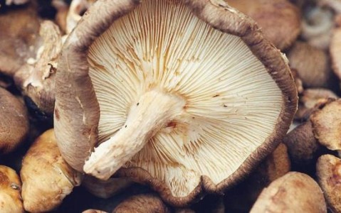 三人因食用蘑菇在澳大利亚不幸去世